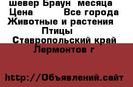 шевер Браун 2месяца › Цена ­ 200 - Все города Животные и растения » Птицы   . Ставропольский край,Лермонтов г.